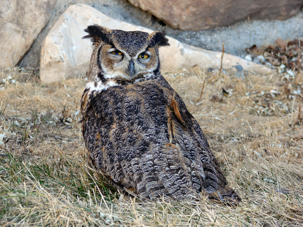 Owls In Native American Cultures